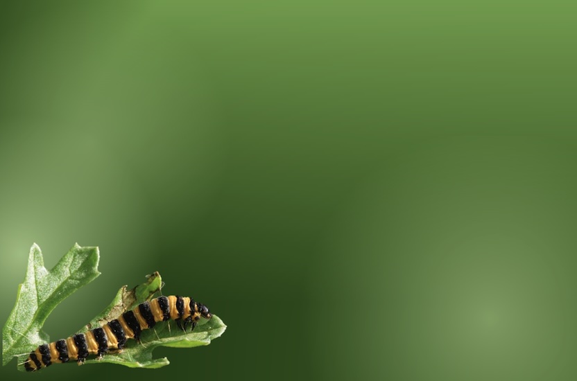 Header Symposium on Chemical Ecology 2026