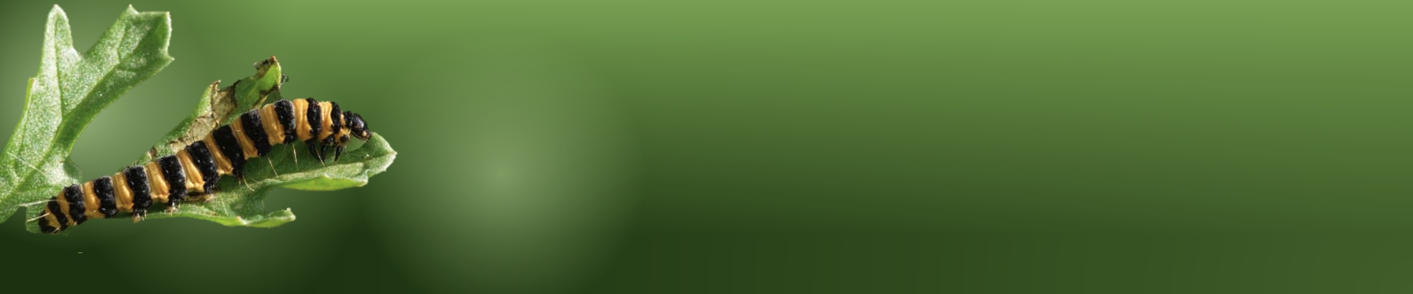 Header Symposium on Chemical Ecology 2026 